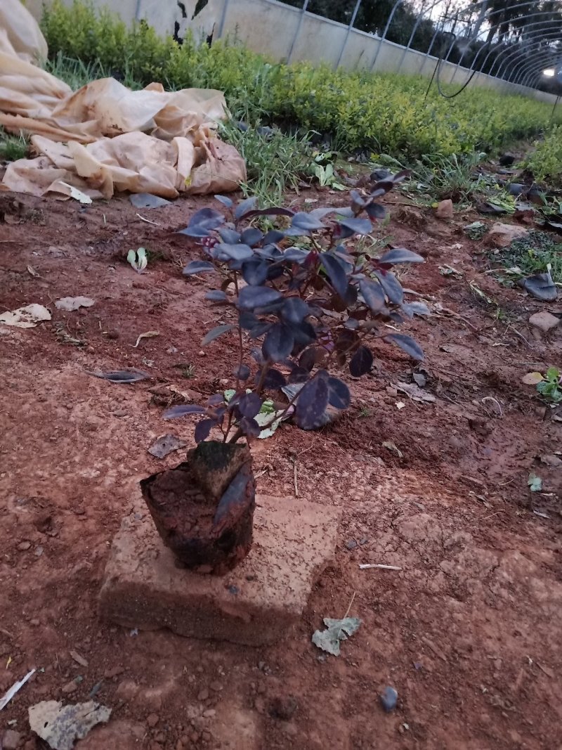 红花继木小苗红花继木小杯红花继木种植销售