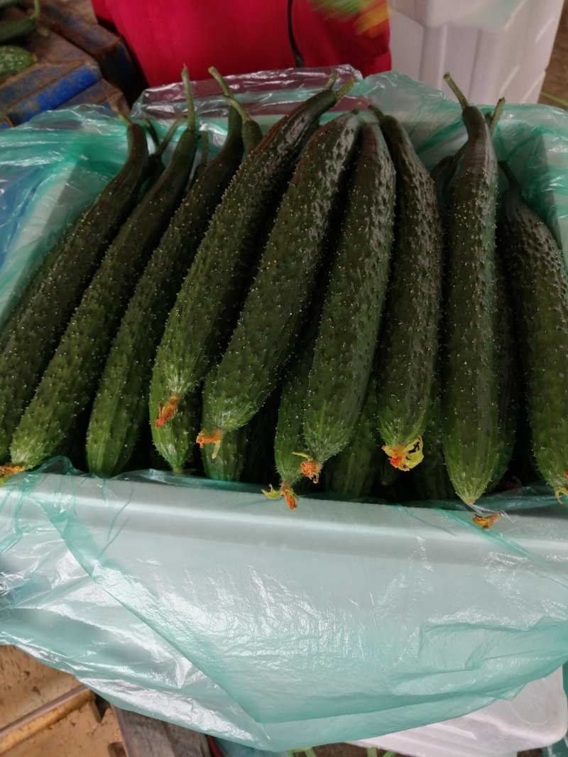 山东黄瓜上市中，质量更好价格更低，货源充足，产地直销