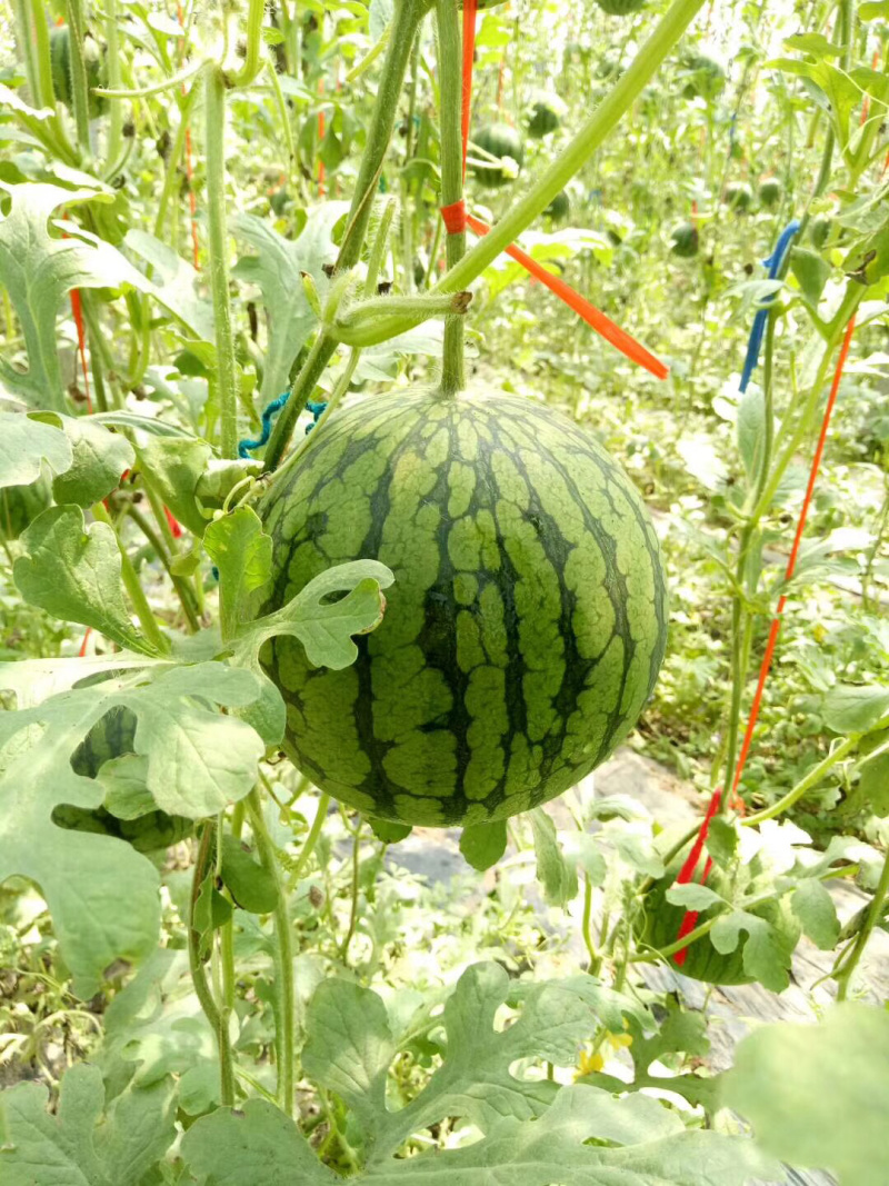 山东仁风富硒西瓜，小兰富硒西瓜，基地大量供应