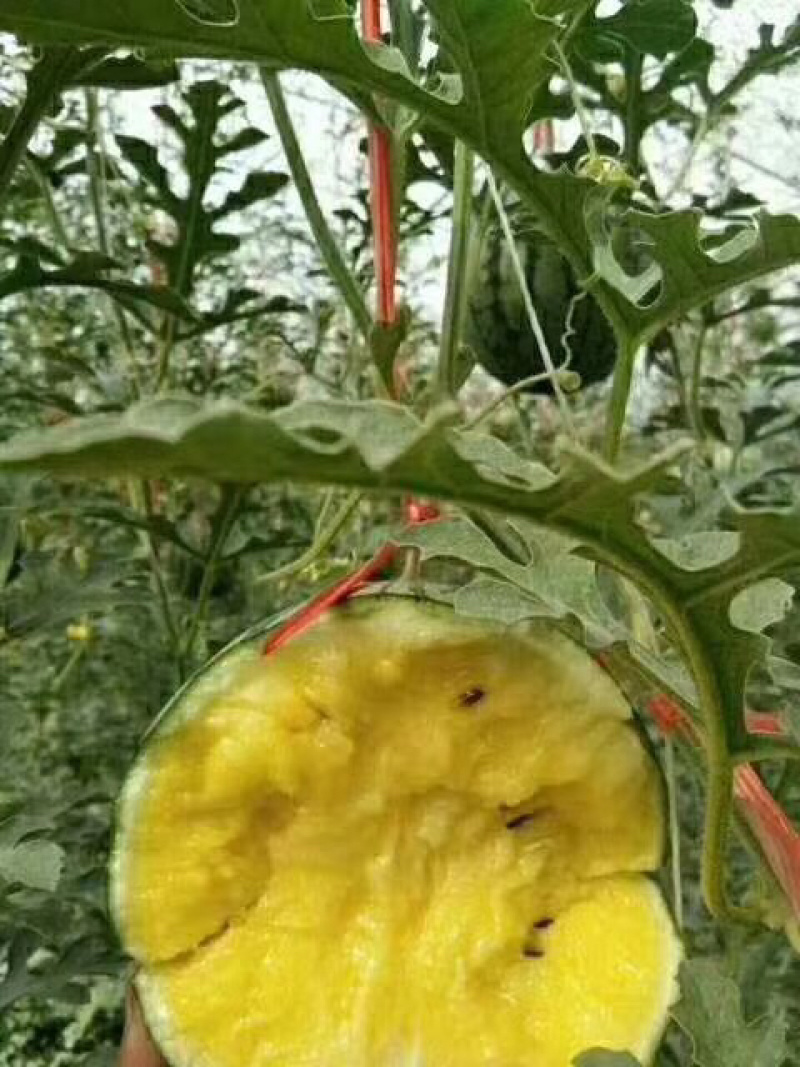 山东仁风富硒西瓜，小兰富硒西瓜，基地大量供应