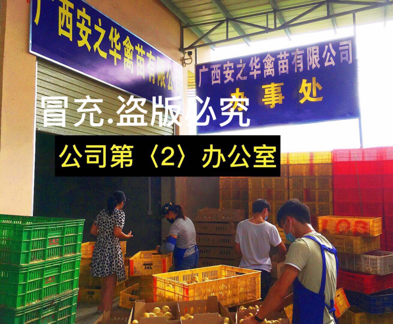 快大良凤花鸡苗️，质量保障、店有（诚信企业）证明