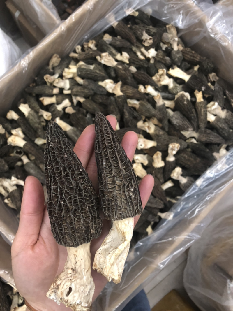 2022新货特价促销6公分以上羊肚菌尝鲜价30g