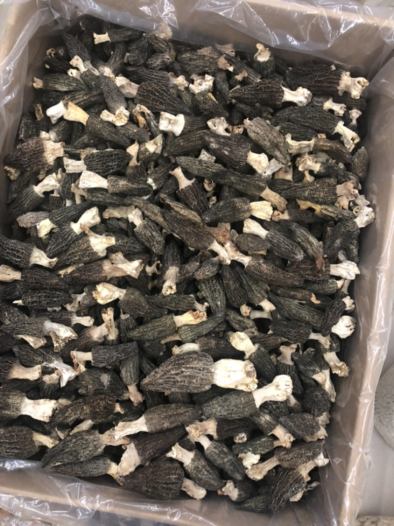 2022新货特价促销6公分以上羊肚菌尝鲜价30g