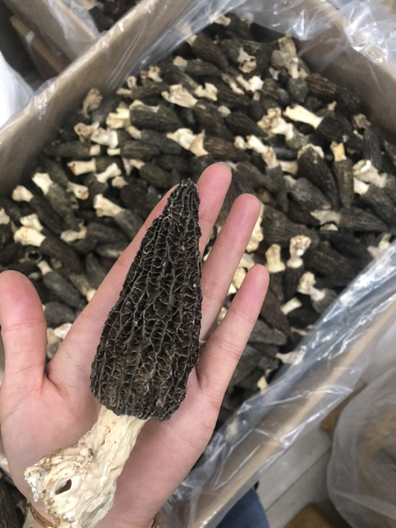 2022新货特价促销6公分以上羊肚菌尝鲜价30g
