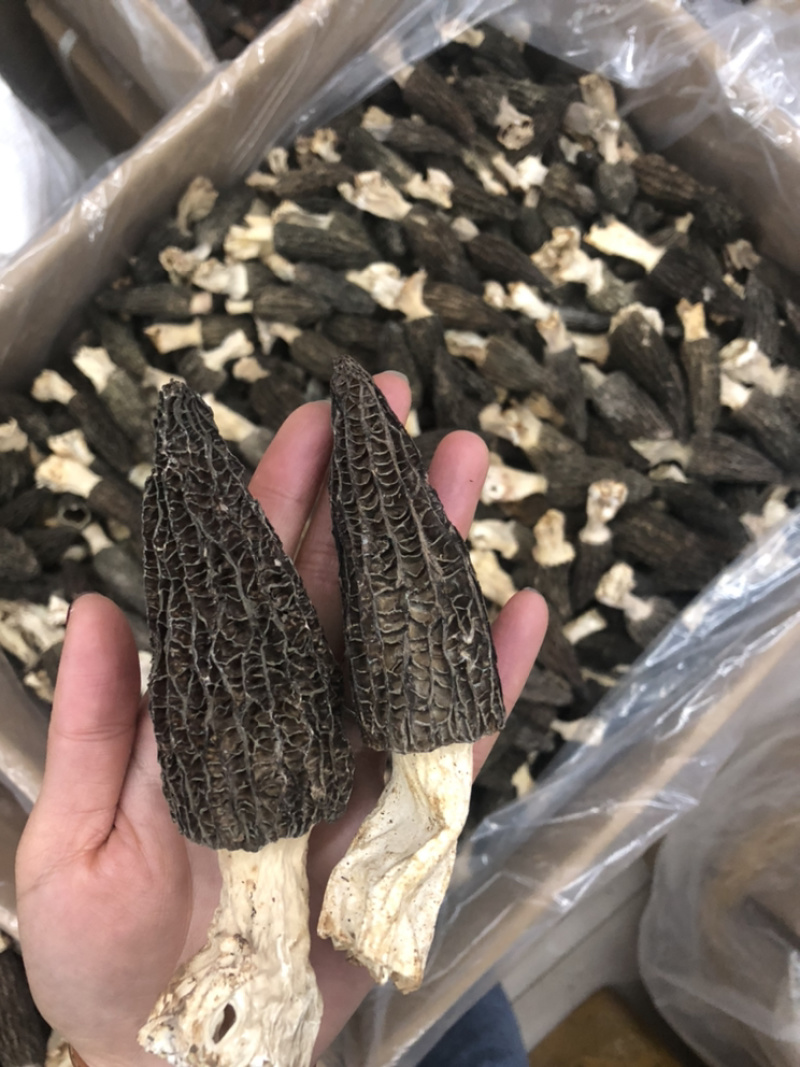 2022新货特价促销6公分以上羊肚菌尝鲜价30g