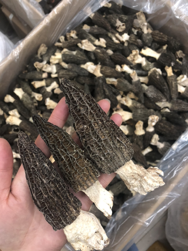 2022新货特价促销6公分以上羊肚菌尝鲜价30g