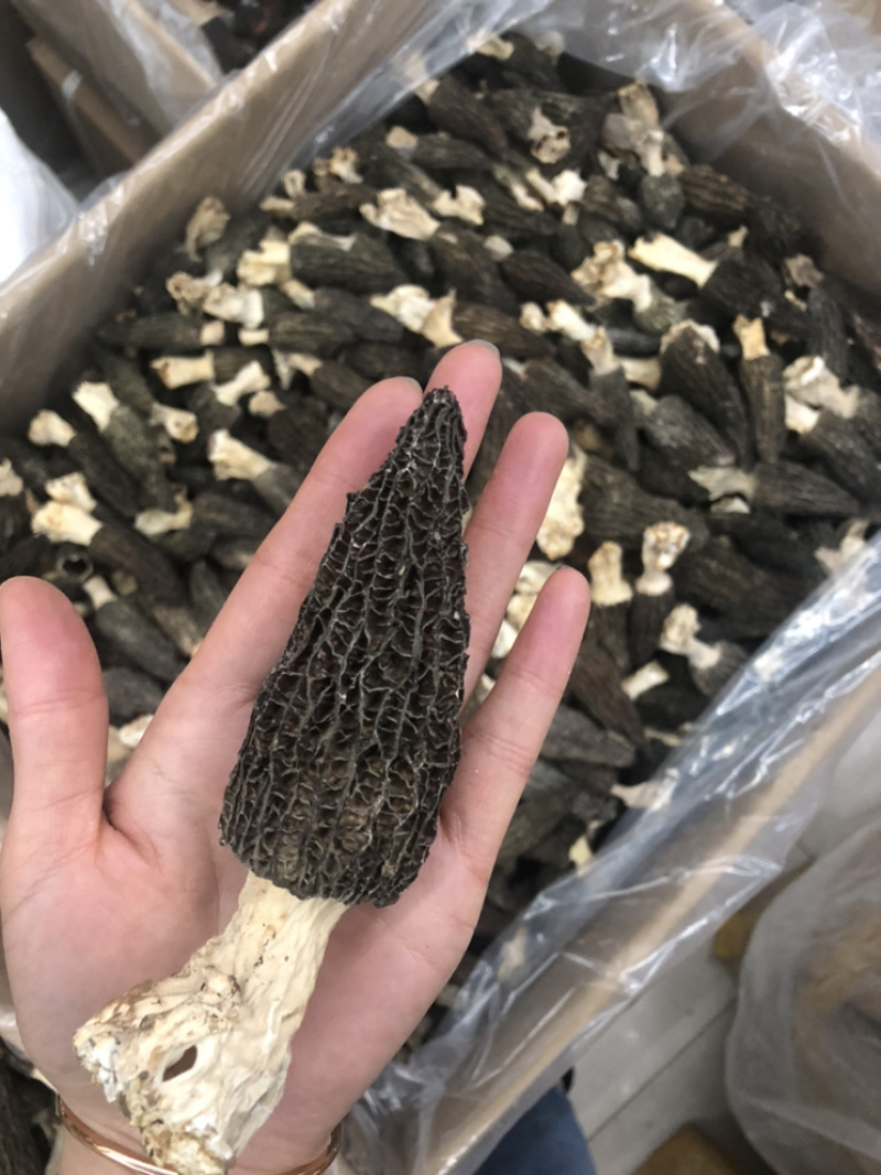 2022新货特价促销6公分以上羊肚菌尝鲜价30g