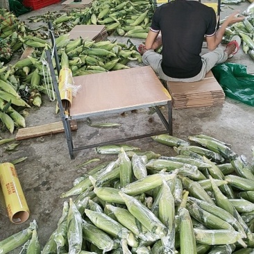 水果玉米
