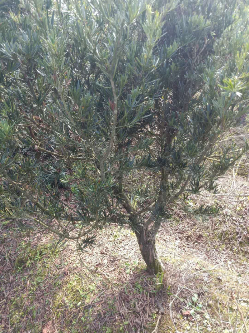 罗汉松各种规格