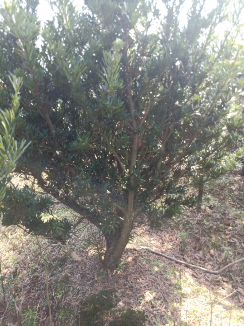 罗汉松各种规格