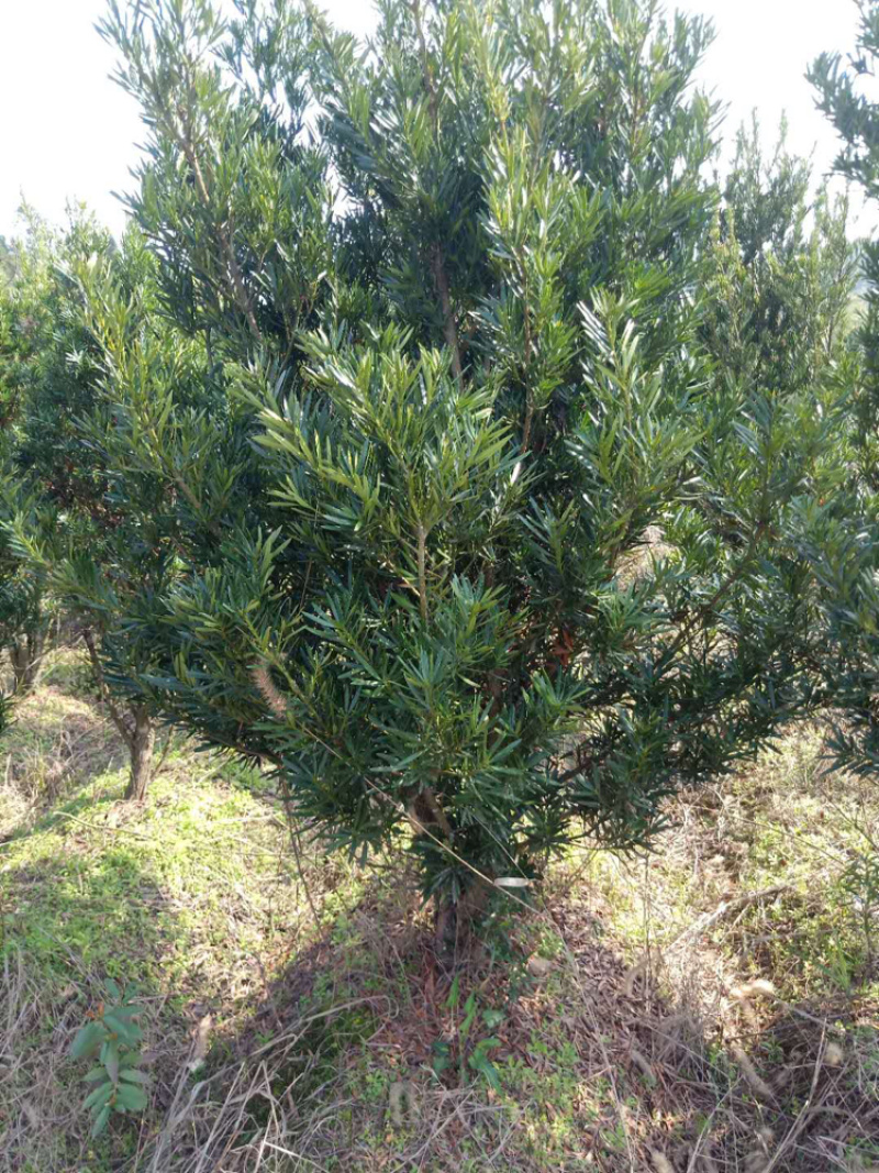 罗汉松各种规格