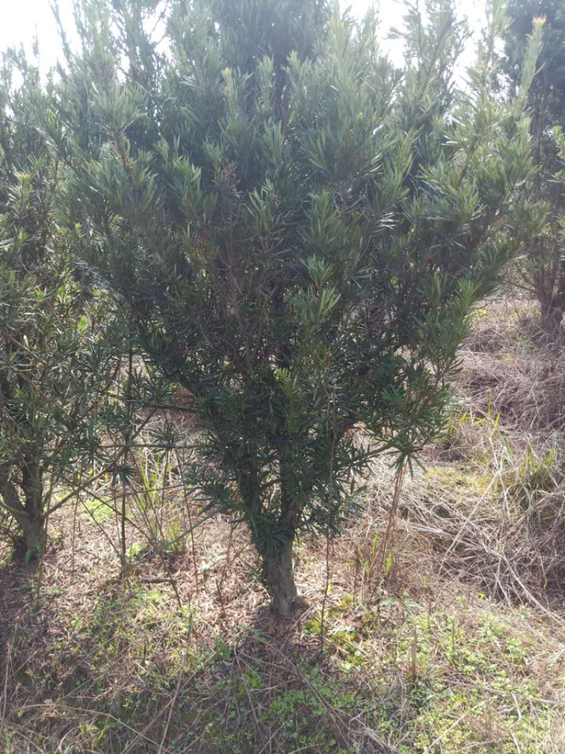 罗汉松各种规格