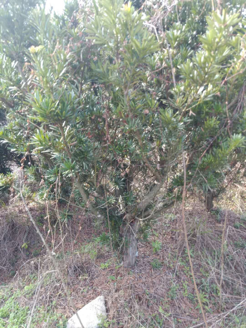 罗汉松各种规格