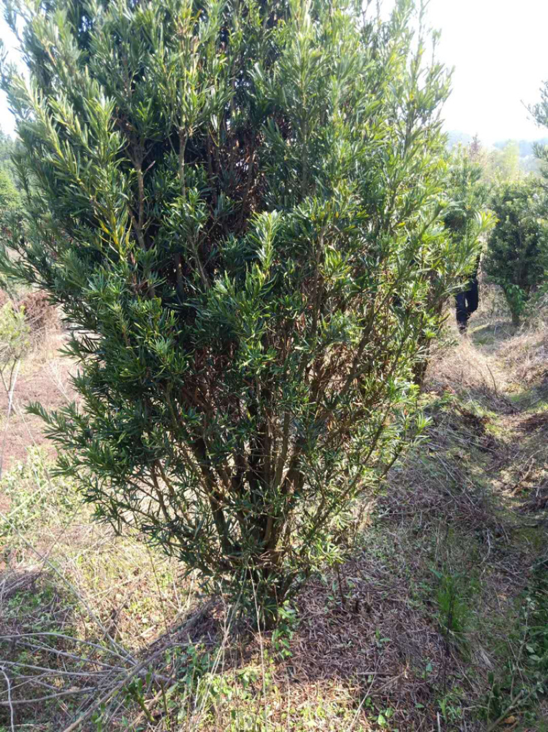 罗汉松各种规格