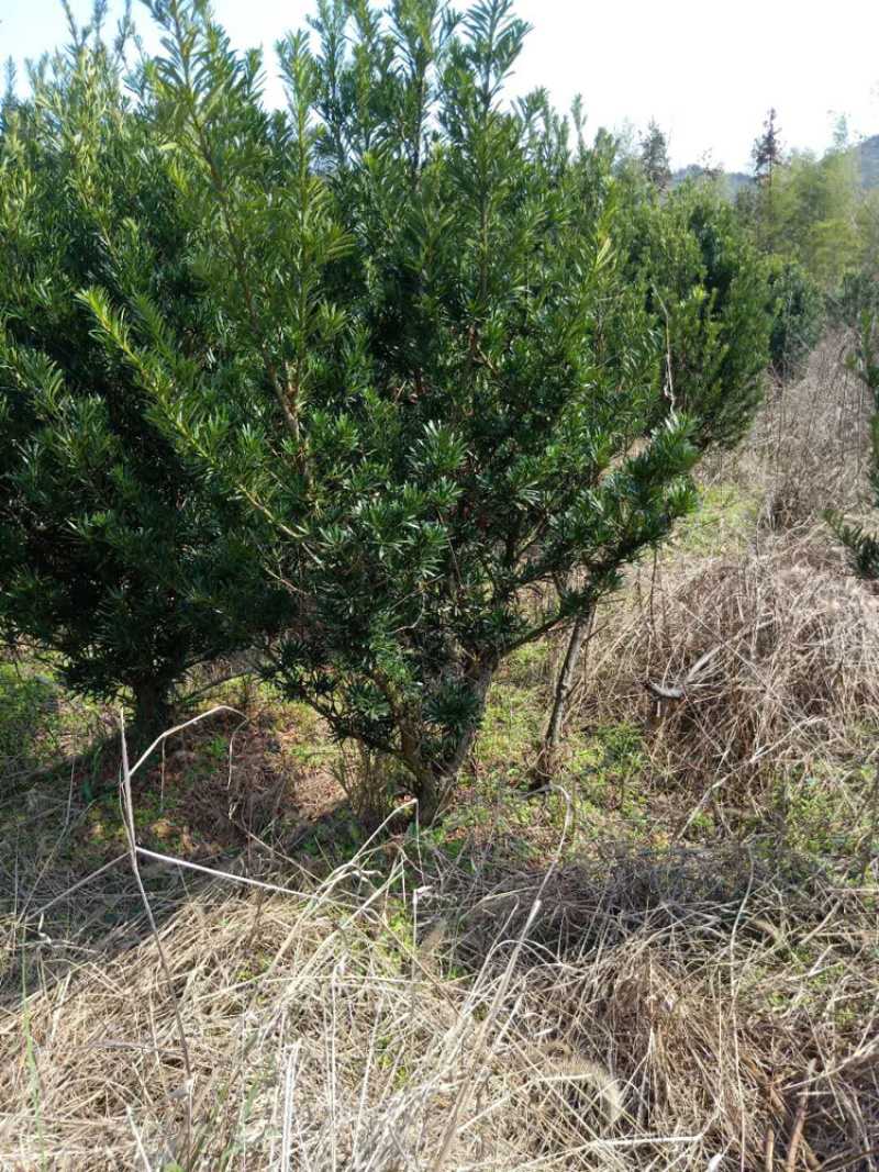 罗汉松各种规格