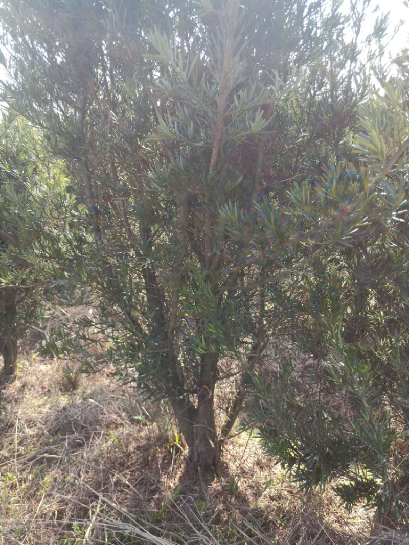 罗汉松各种规格