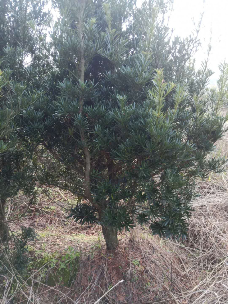 罗汉松各种规格