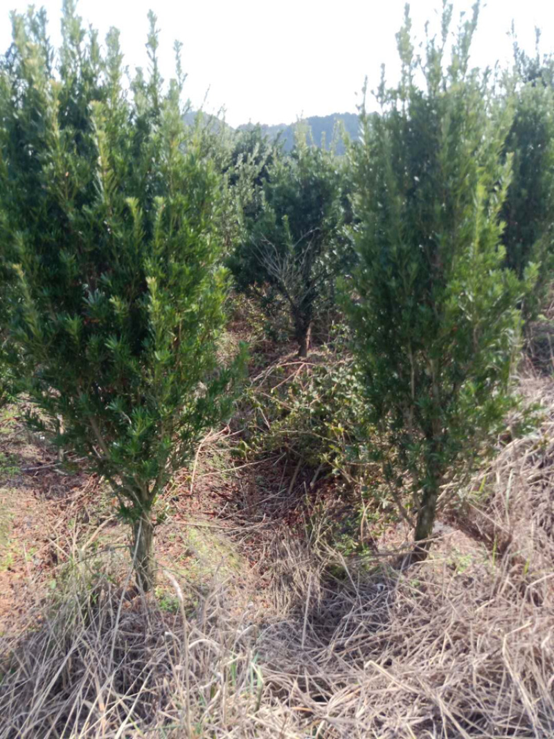 罗汉松各种规格