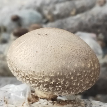 鲜香菇