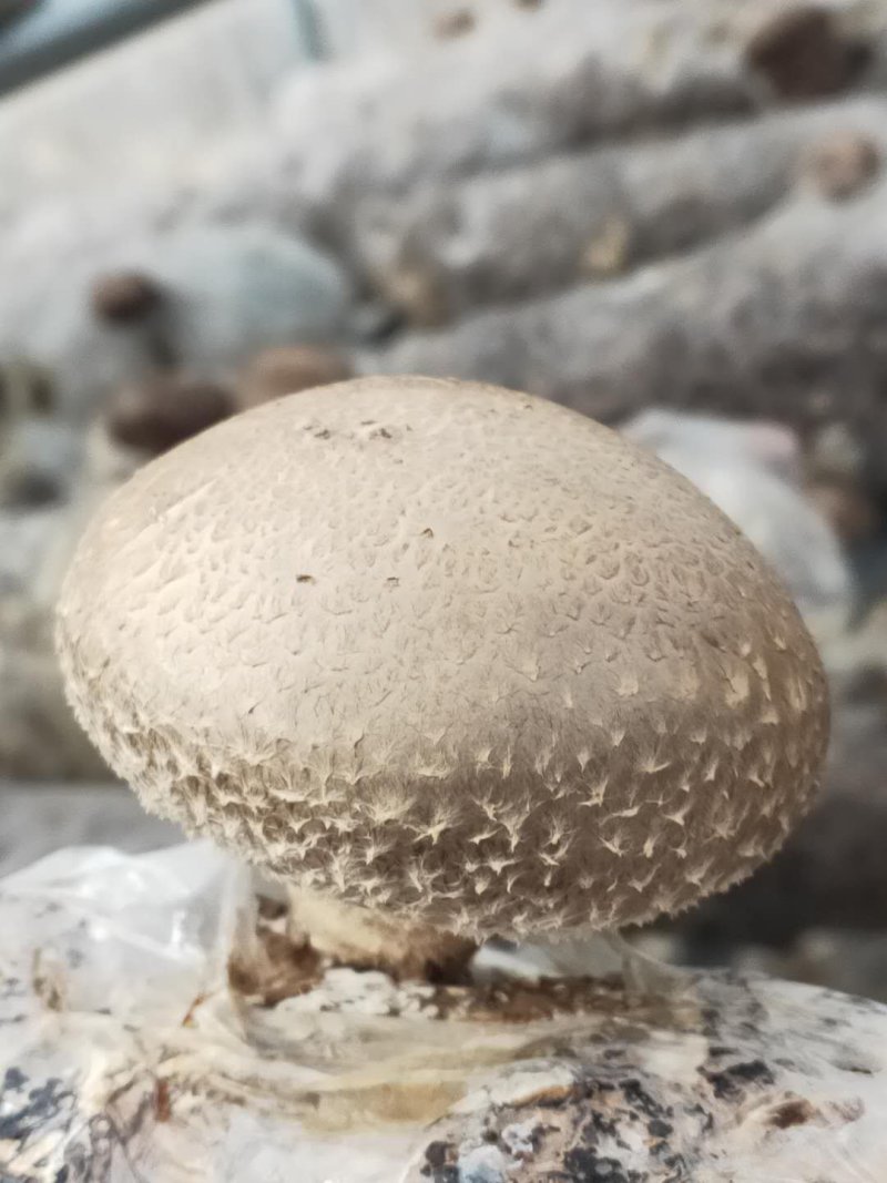 鲜香菇