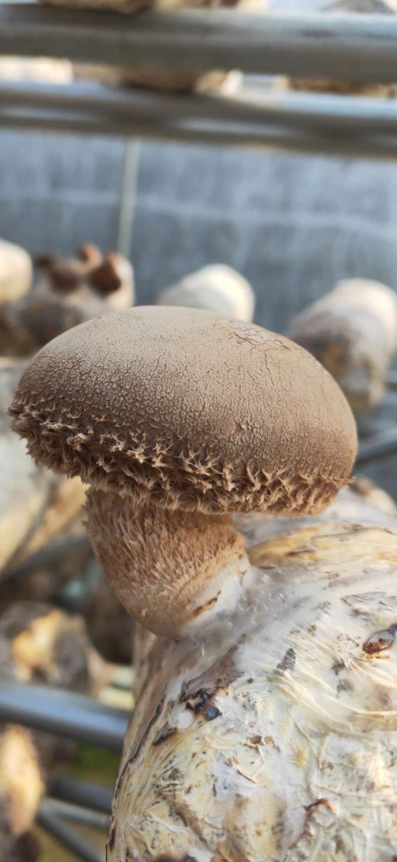 鲜香菇