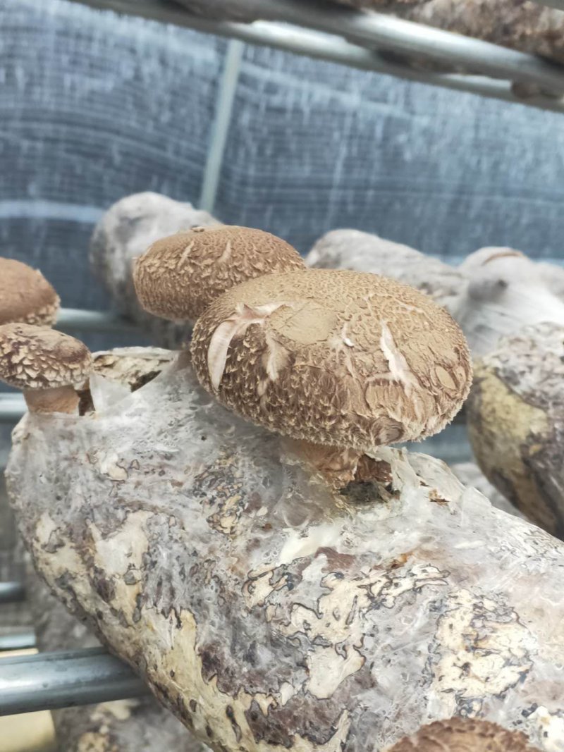 鲜香菇