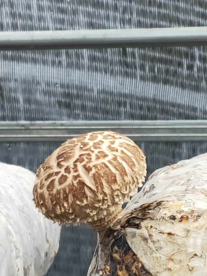 鲜香菇