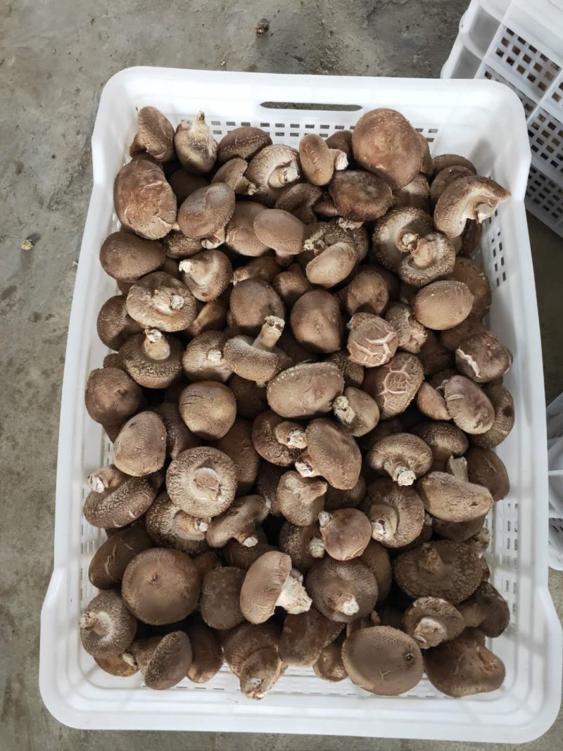 鲜香菇