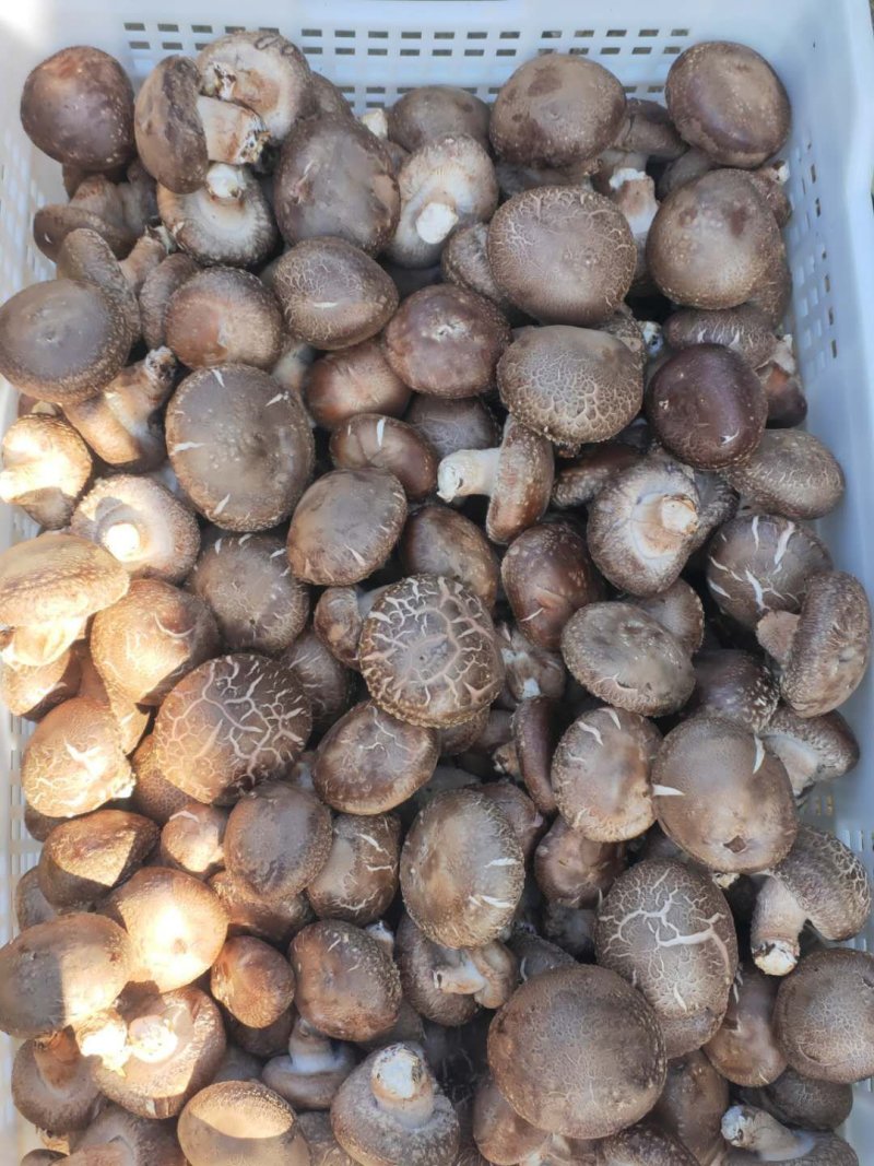 鲜香菇