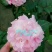 茶花苗香妃茶花苗基地直销