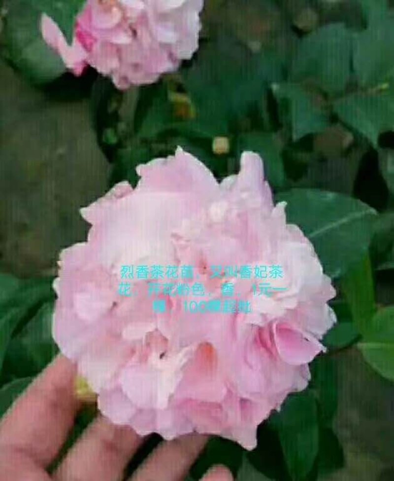 茶花苗香妃茶花苗基地直销
