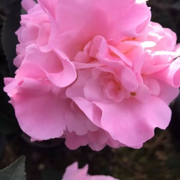茶花苗香妃茶花苗基地直销