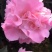 茶花苗香妃茶花苗基地直销