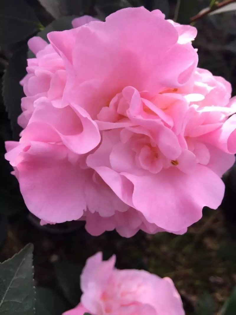 茶花苗香妃茶花苗基地直销