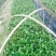 茶花苗香妃茶花苗基地直销