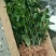 茶花苗香妃茶花苗基地直销