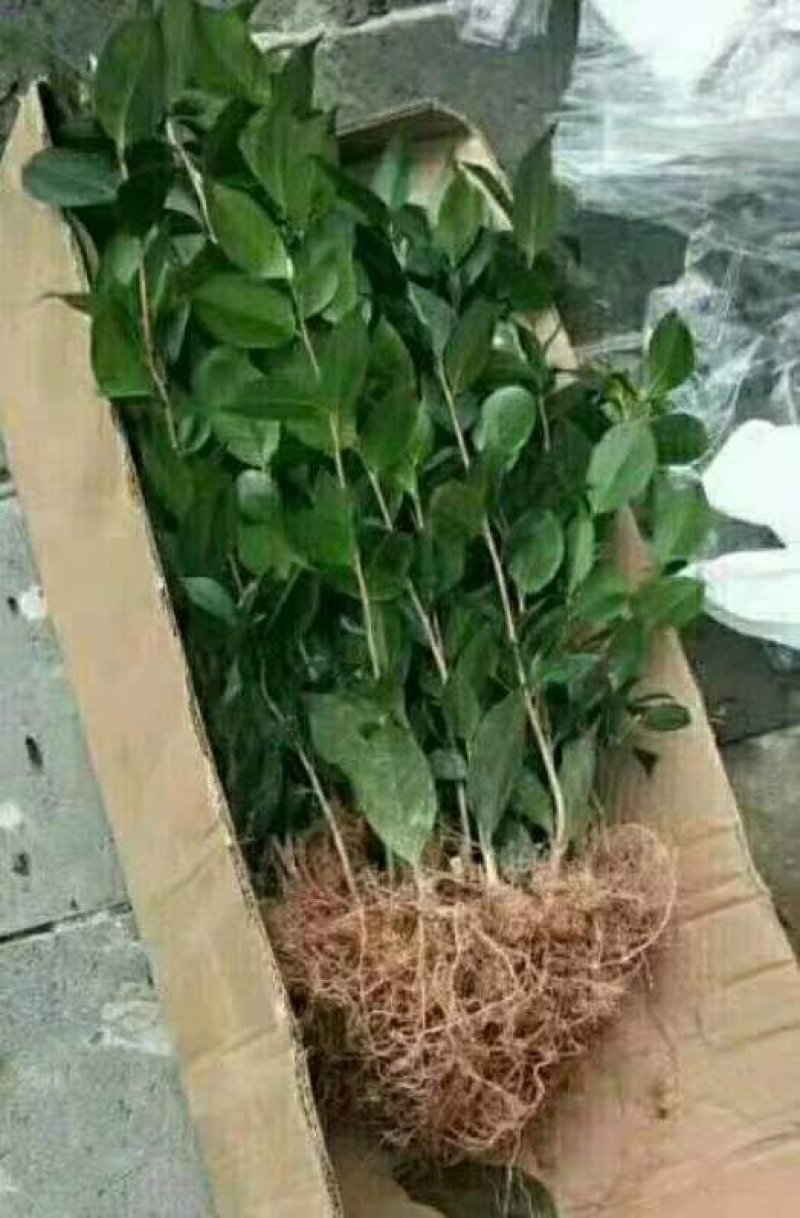 茶花苗香妃茶花苗基地直销
