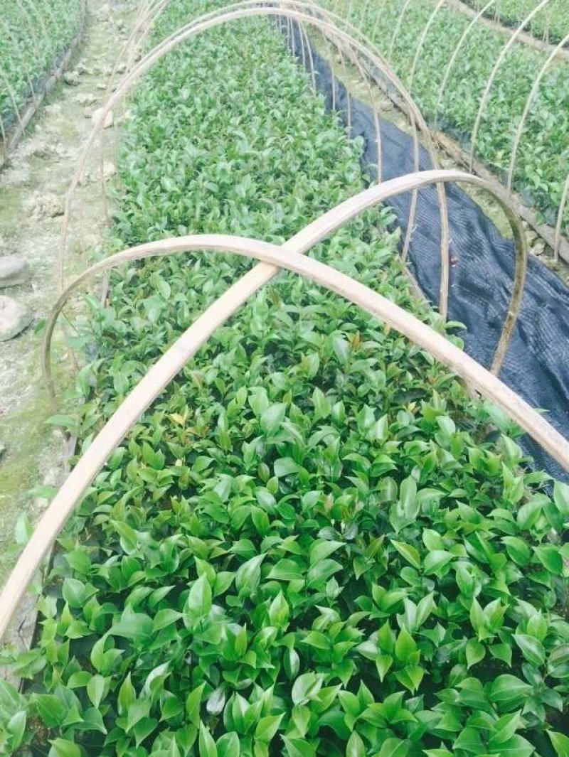 茶花苗香妃茶花苗基地直销