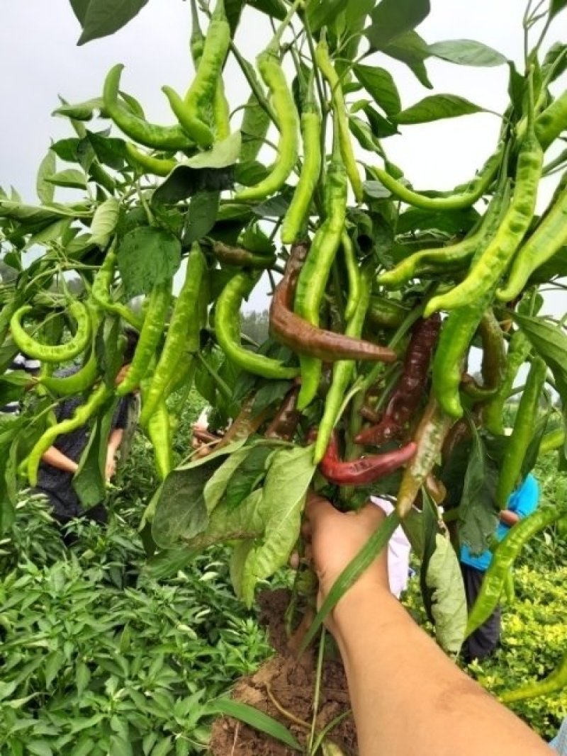 羊角红辣椒苗预定中，本品种为软皮辣椒适合腌制，打酱，剁椒