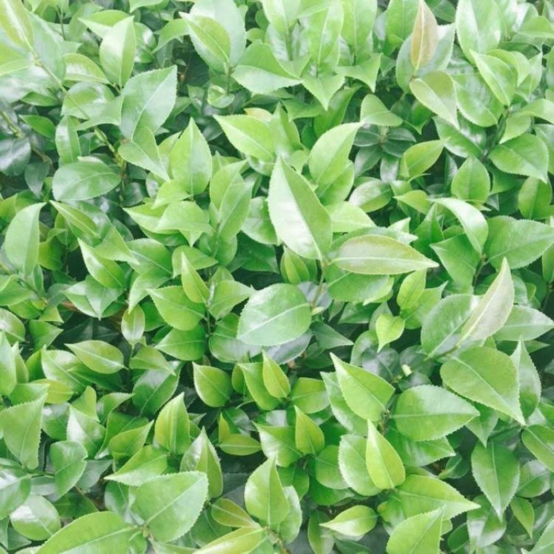 茶花苗红色赤丹茶花苗基地直销