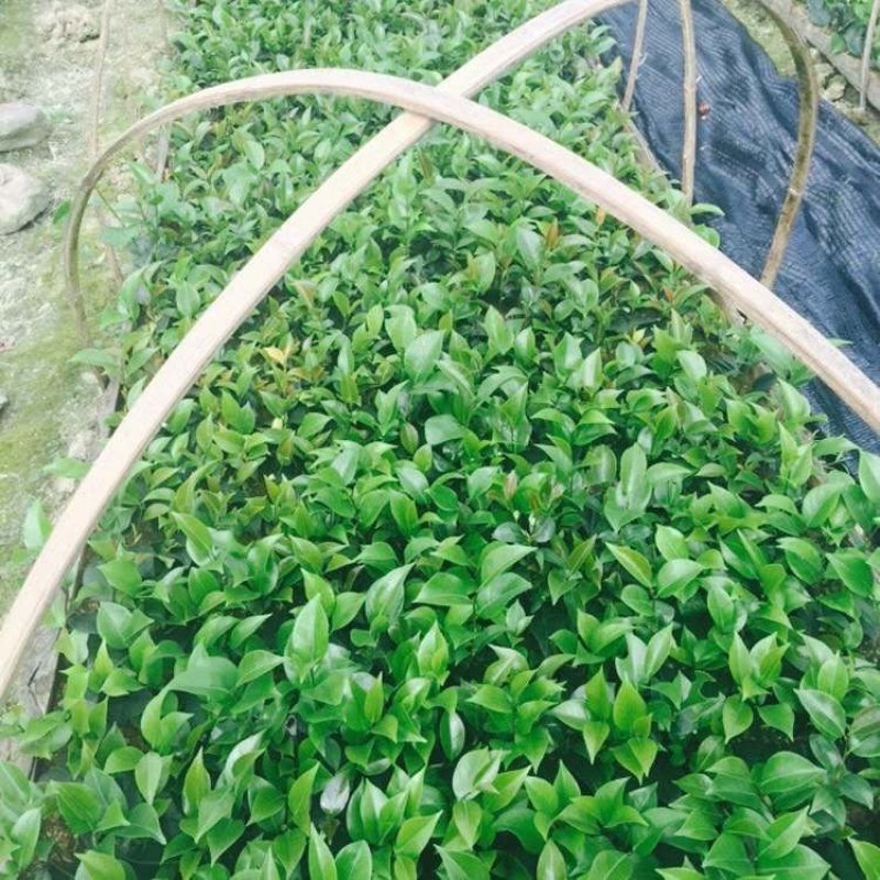 茶花苗红色赤丹茶花苗基地直销