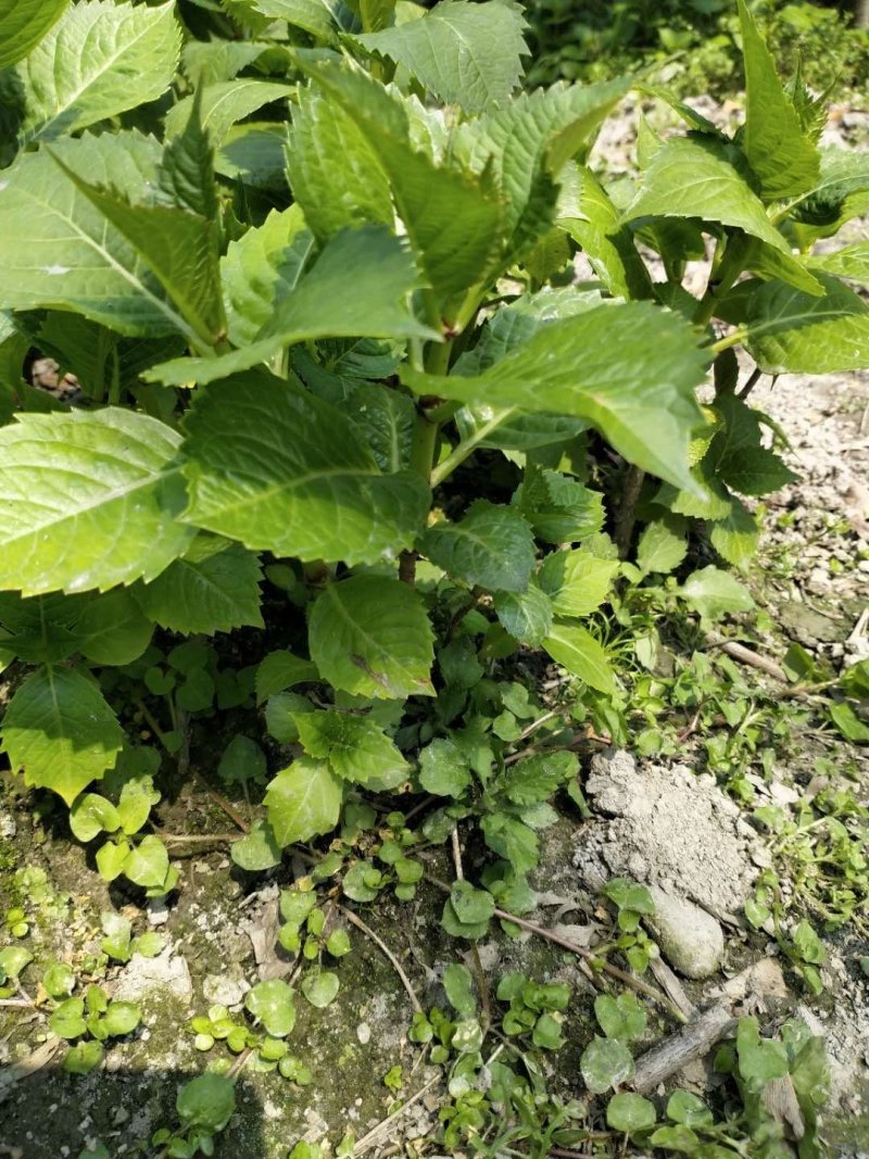 绣球花苗绣球花苗基地直销