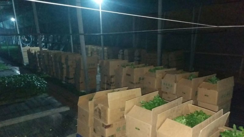 常年提优质杂交西芹苗，百利，皇后～文图拉~西芹王。诚信经