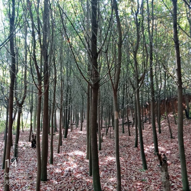 12分以下球花石楠地苗待处理，1500棵
