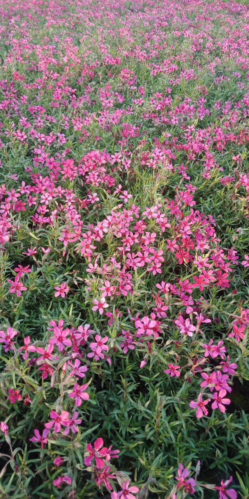 花海打造，设计推荐，效果展示。用心成就重托。