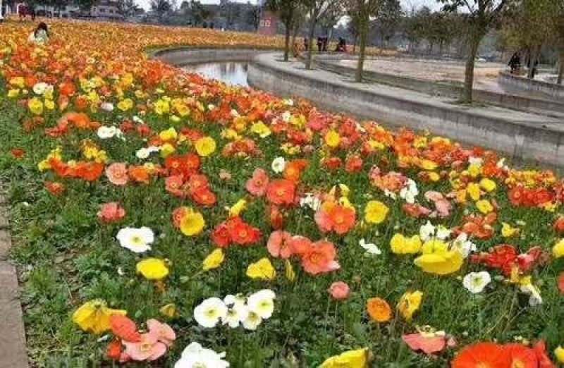 花海打造，设计推荐，效果展示。用心成就重托。