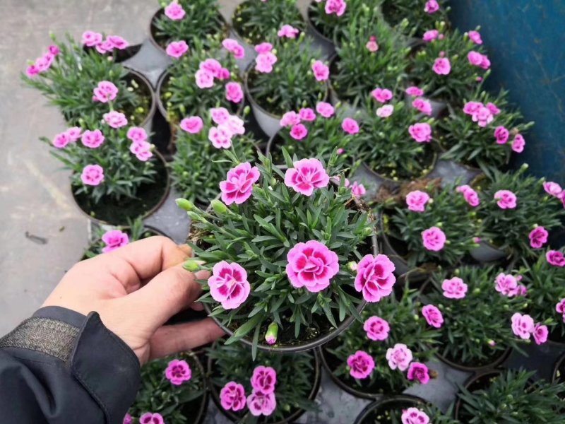 花海打造，设计推荐，效果展示。用心成就重托。