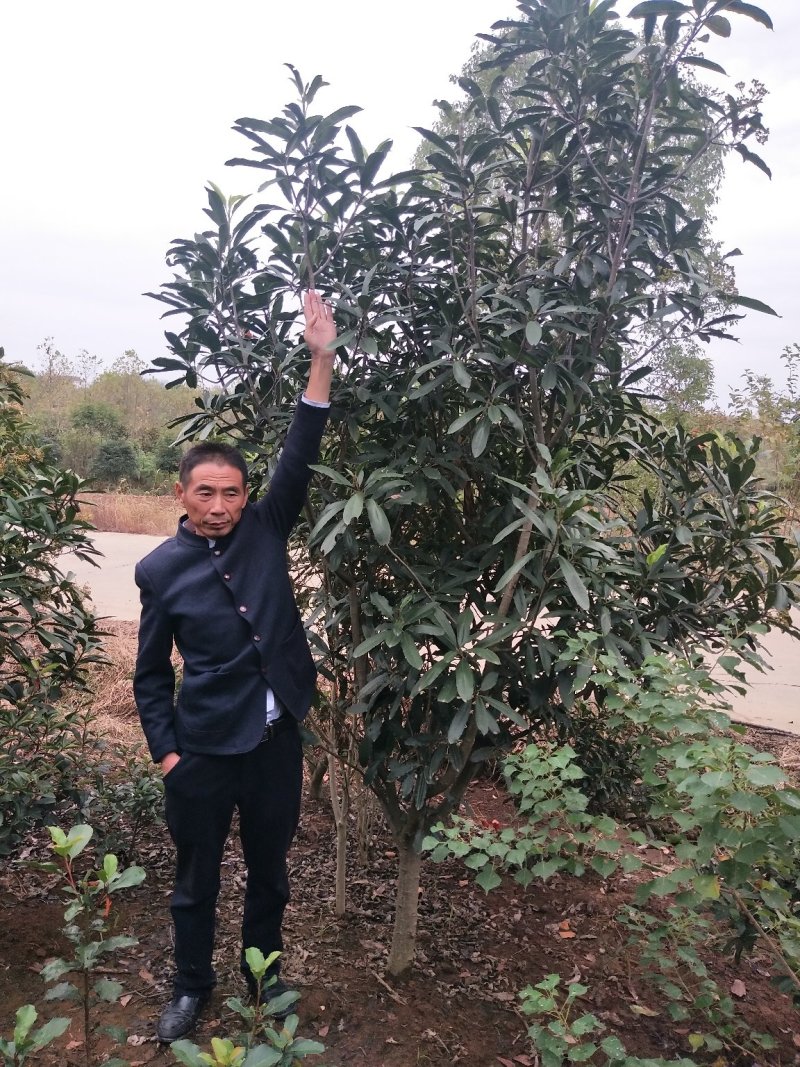 石楠树(中华石楠)单杆，丛生中华石楠，河南省苗圃直销