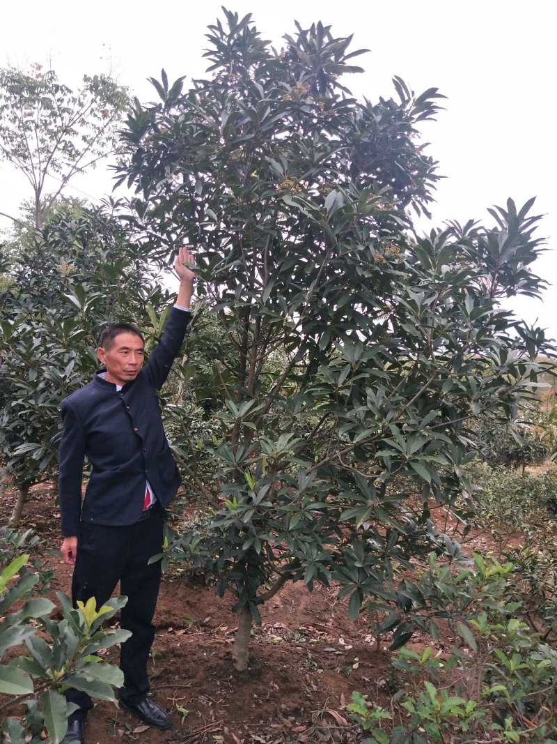 石楠树(中华石楠)单杆，丛生中华石楠，河南省苗圃直销