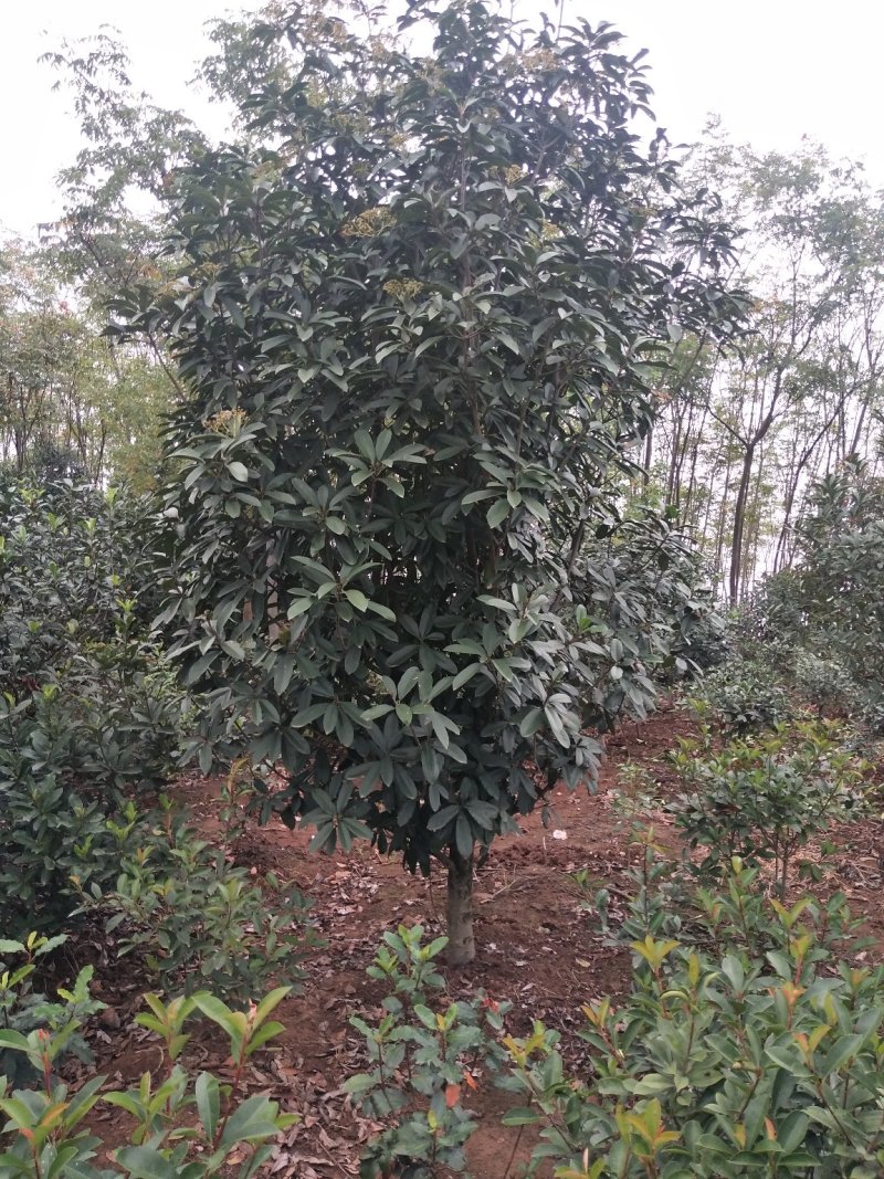 石楠树(中华石楠)单杆，丛生中华石楠，河南省苗圃直销